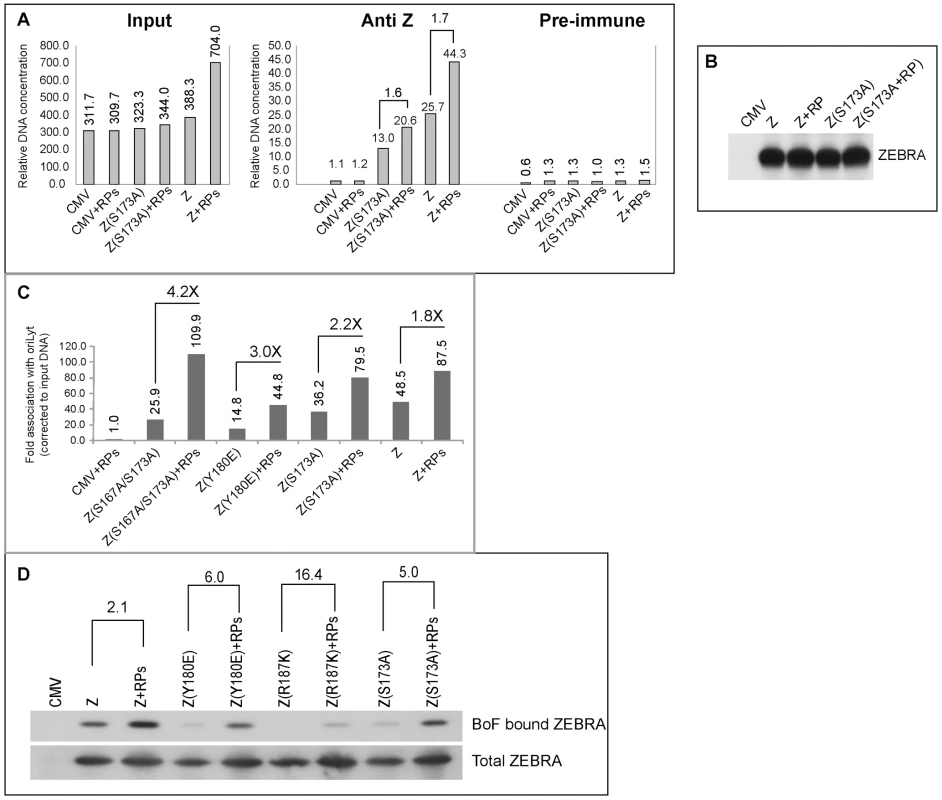 EBV replication proteins enhance association of ZEBRA with oriLyt.