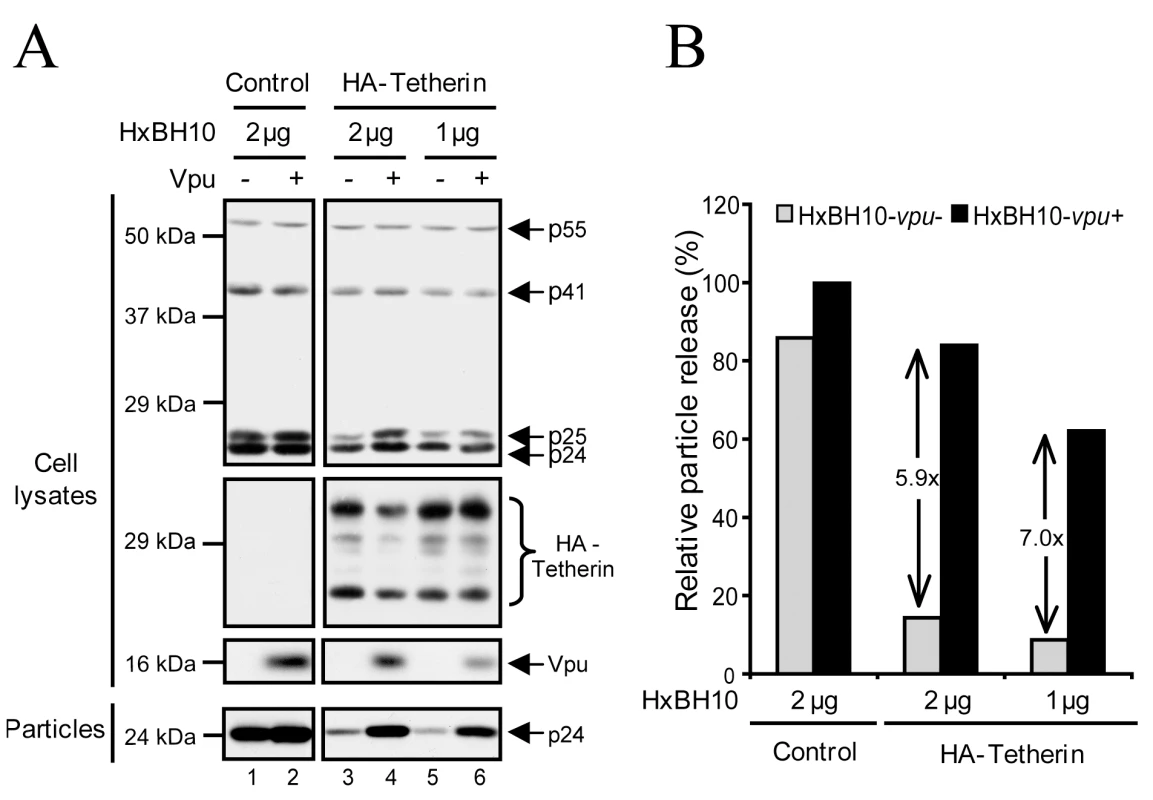 Enhancement of viral particle release in absence of Vpu-dependent reduction of Tetherin steady-state levels.