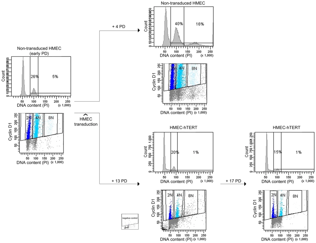 Polyploidization is reverted by hTERT immortalization.