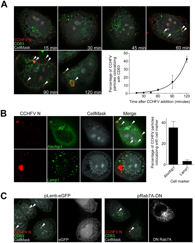 CCHFV localizes to and redistributes MVBs during infection.