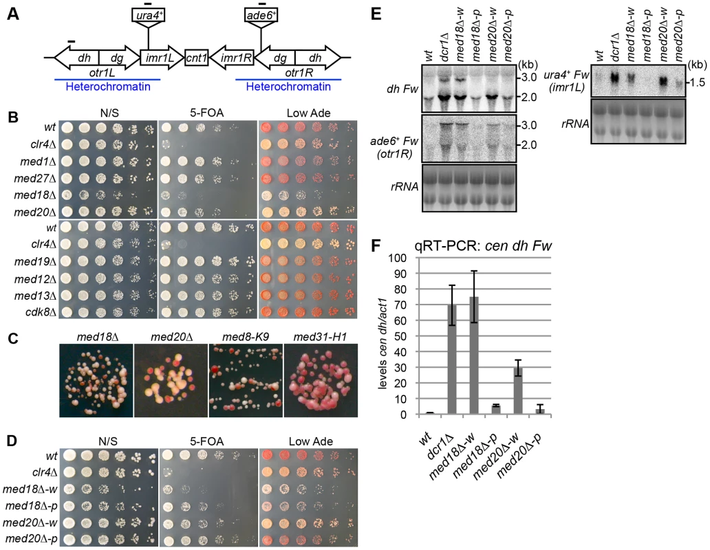 Mediator is required for heterochromatic silencing at the pericentromere.