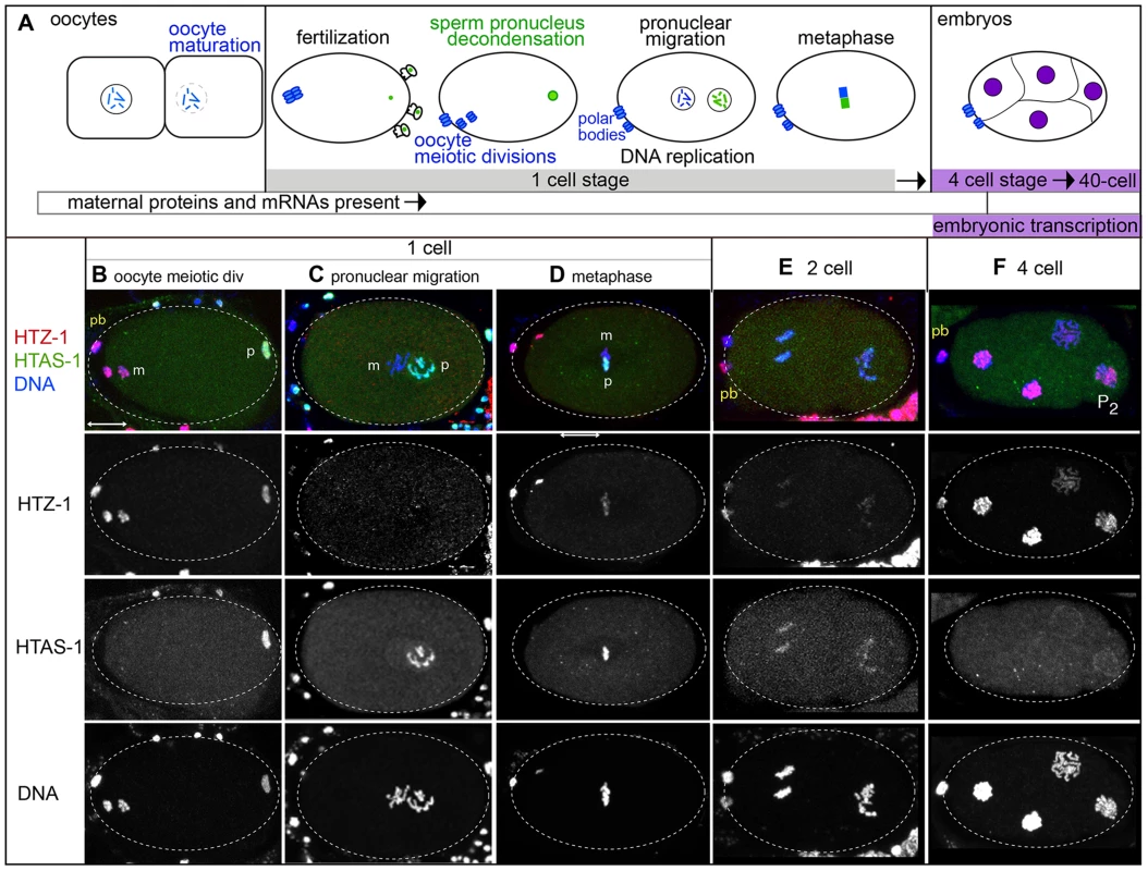 Histone H2A variants have different fates in the new embryo.