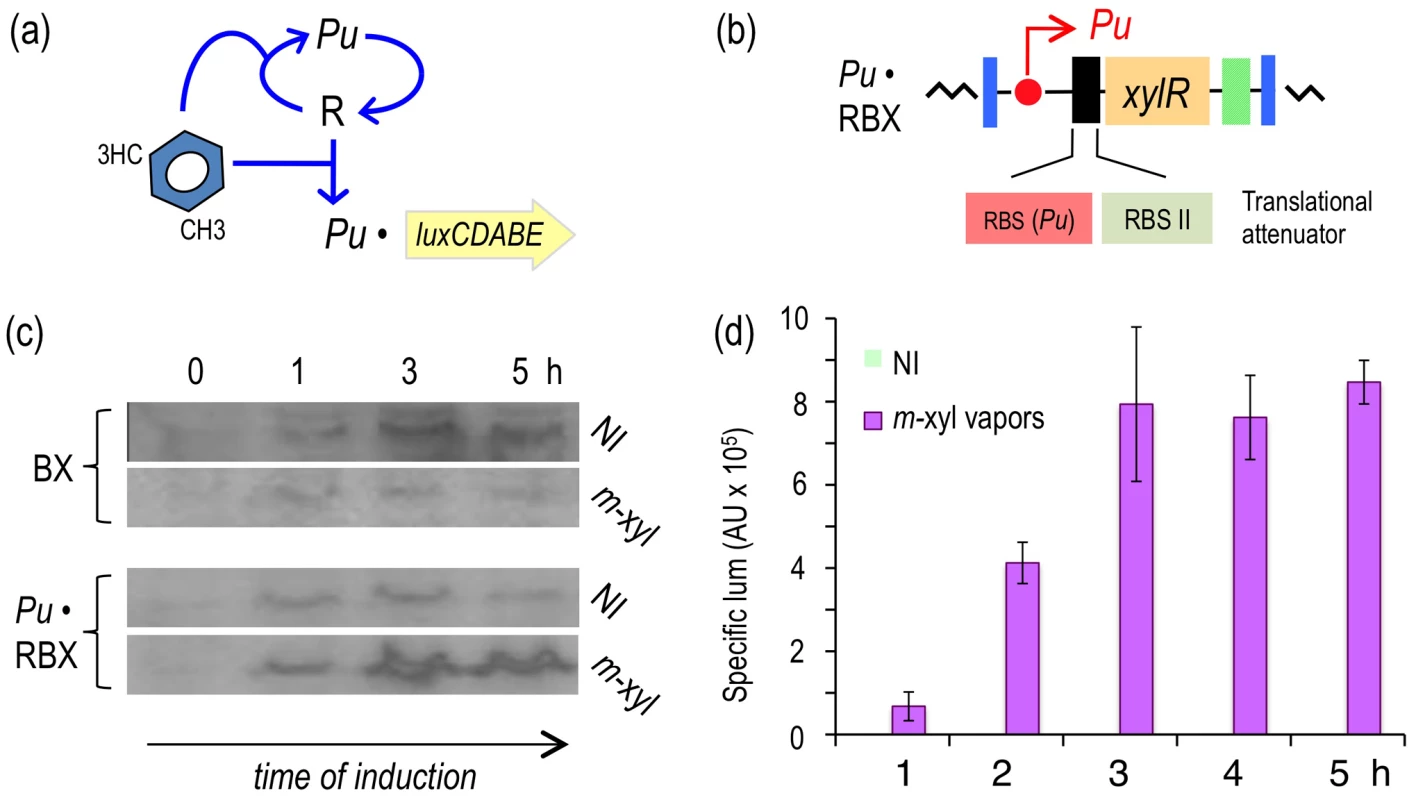 Subjecting expression of XylR to a positive feedback loop (PFL) based on <i>Pu</i>.