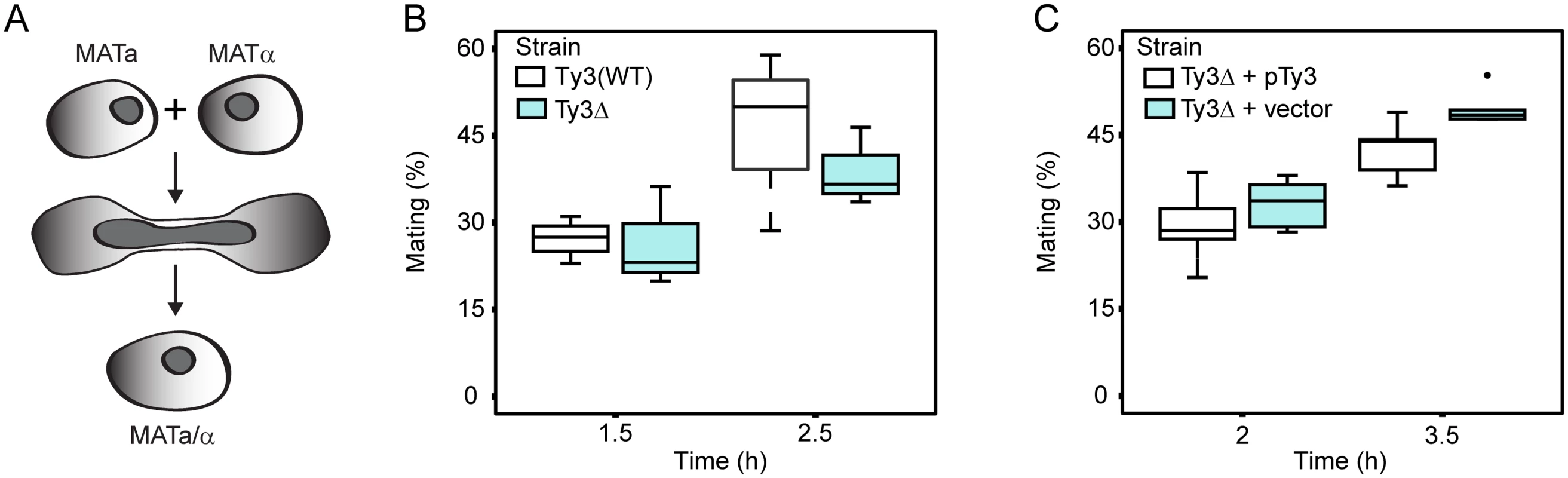 Ty3 expression effects on mating efficiency.