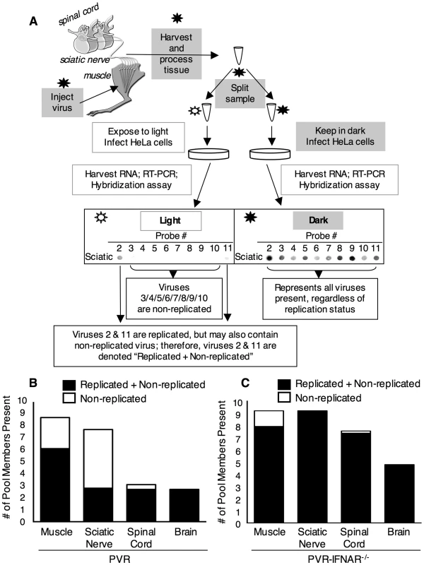 Replication status for individual viral population members.
