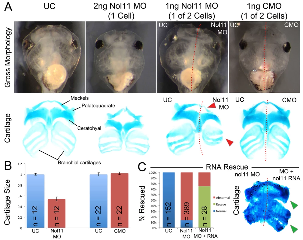 The nol11 craniofacial phenotype.