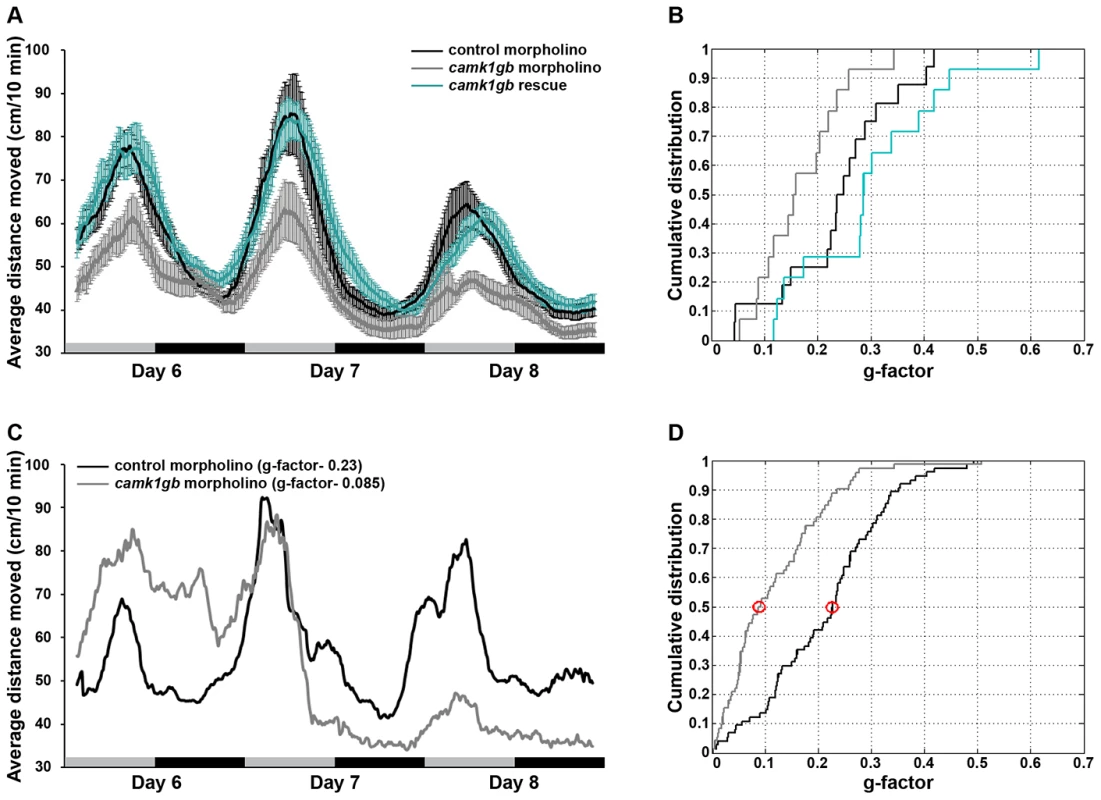 The effect of <i>camk1gb</i> knockdown on larval locomotor activity rhythms.
