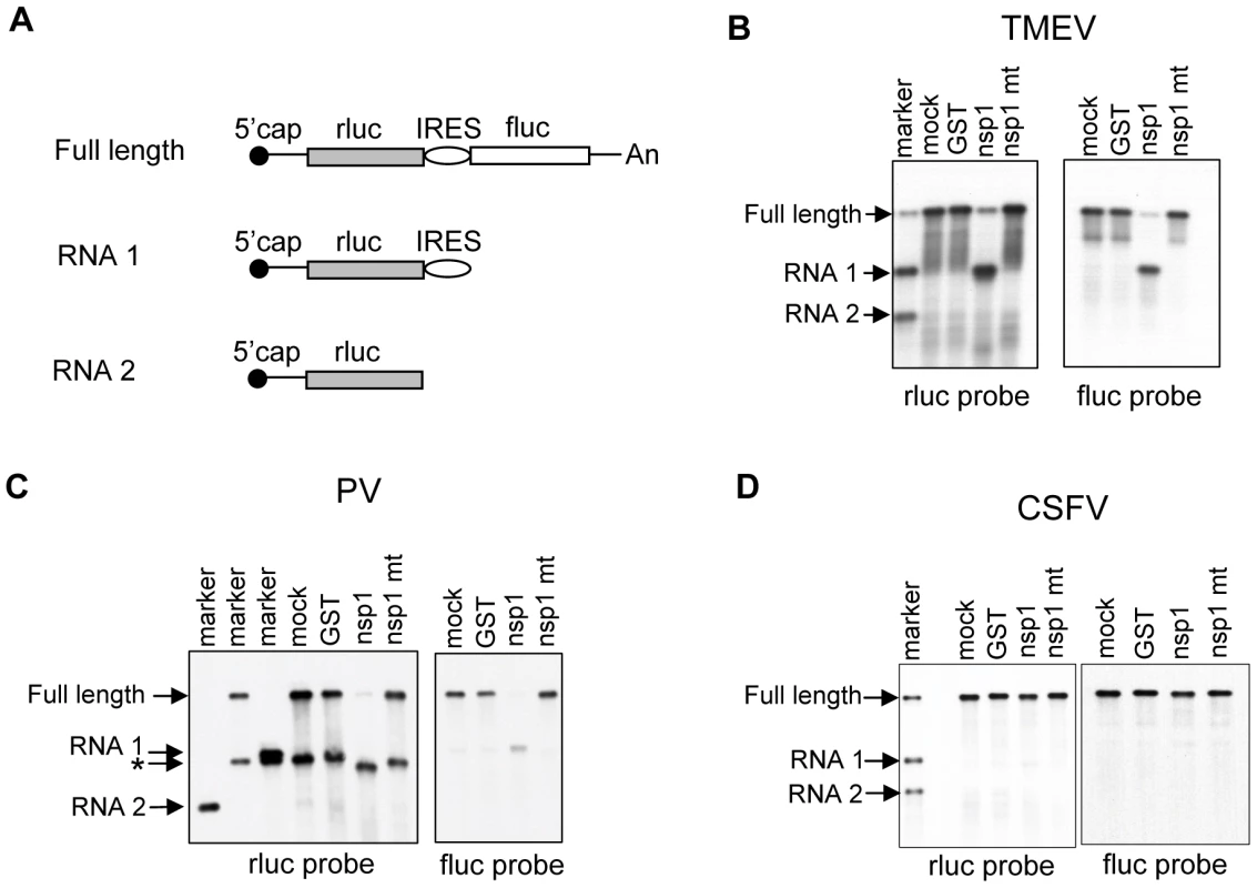 Susceptibilities of IRES-containing dicistronic RNAs to nsp1-mediated RNA cleavage.