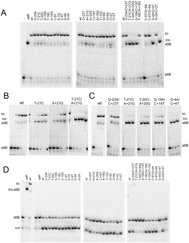 Synaptic complex formation by mutant <i>attP</i> substrates.