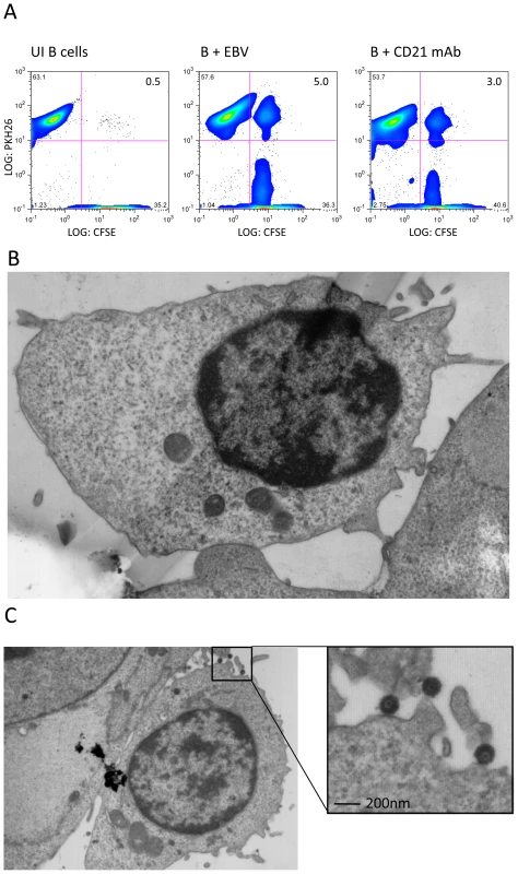 EBV induces firm adhesion between B cells and epithelial cells.