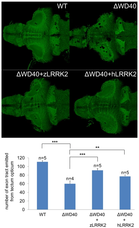 Analysis by acetylated tubulin staining of embryos at 6 dpf.