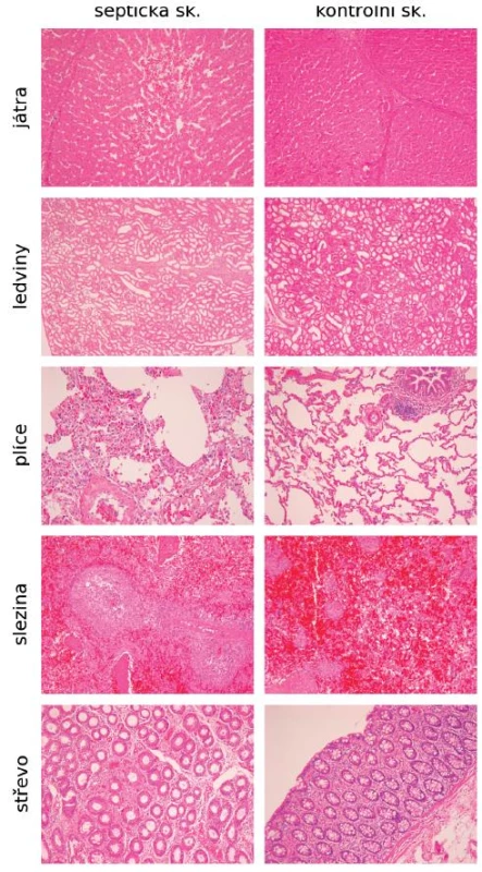 Histologické nálezy v orgánech na konci experimentu u skupiny septických a kontrolních zvířat