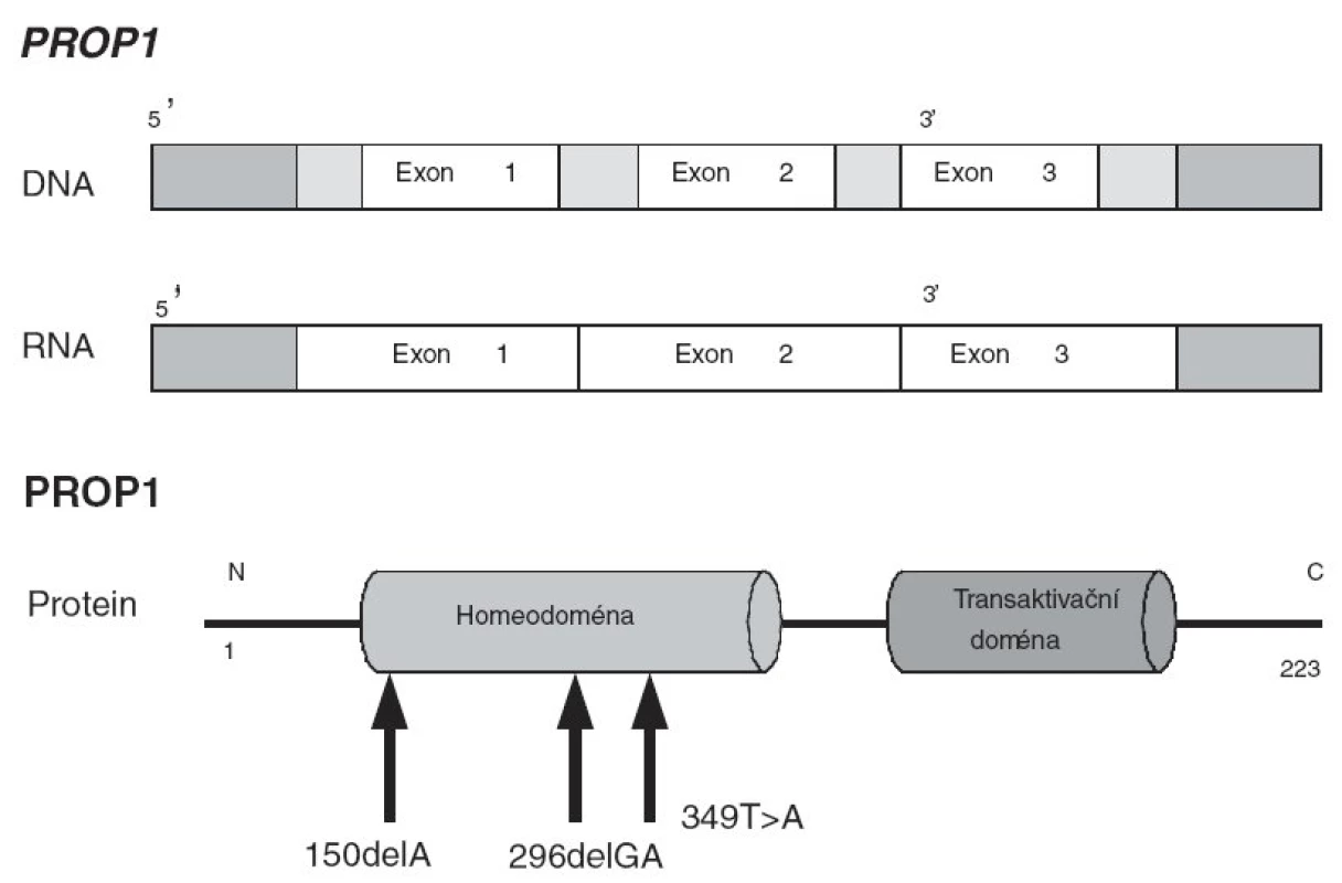 PROP1 gen a PROP1 protein. Šipkami jsou vyznačenymutace popsané v předcházející české studii
[13].