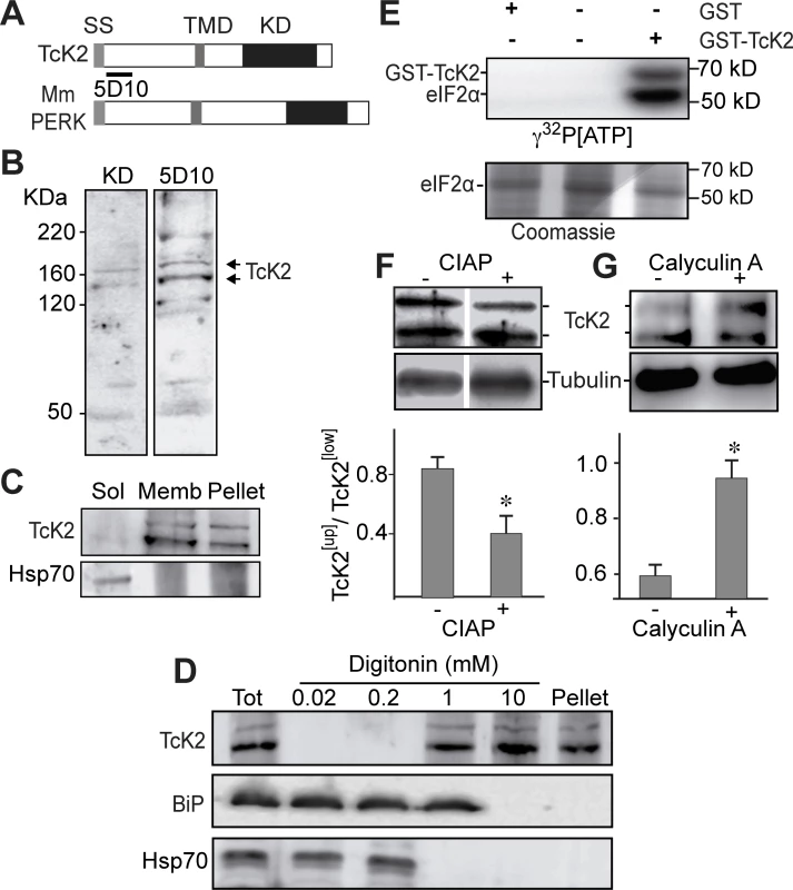 <i>T. cruzi</i> K2 is a membrane bound protein kinase that undergoes autophosphorylation and phosphorylates the parasite eIF2α.