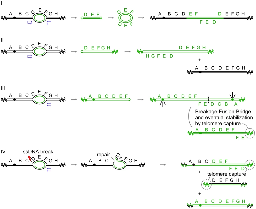 Palindrome formation and resolution by ODIRA generates a range of amplification products.