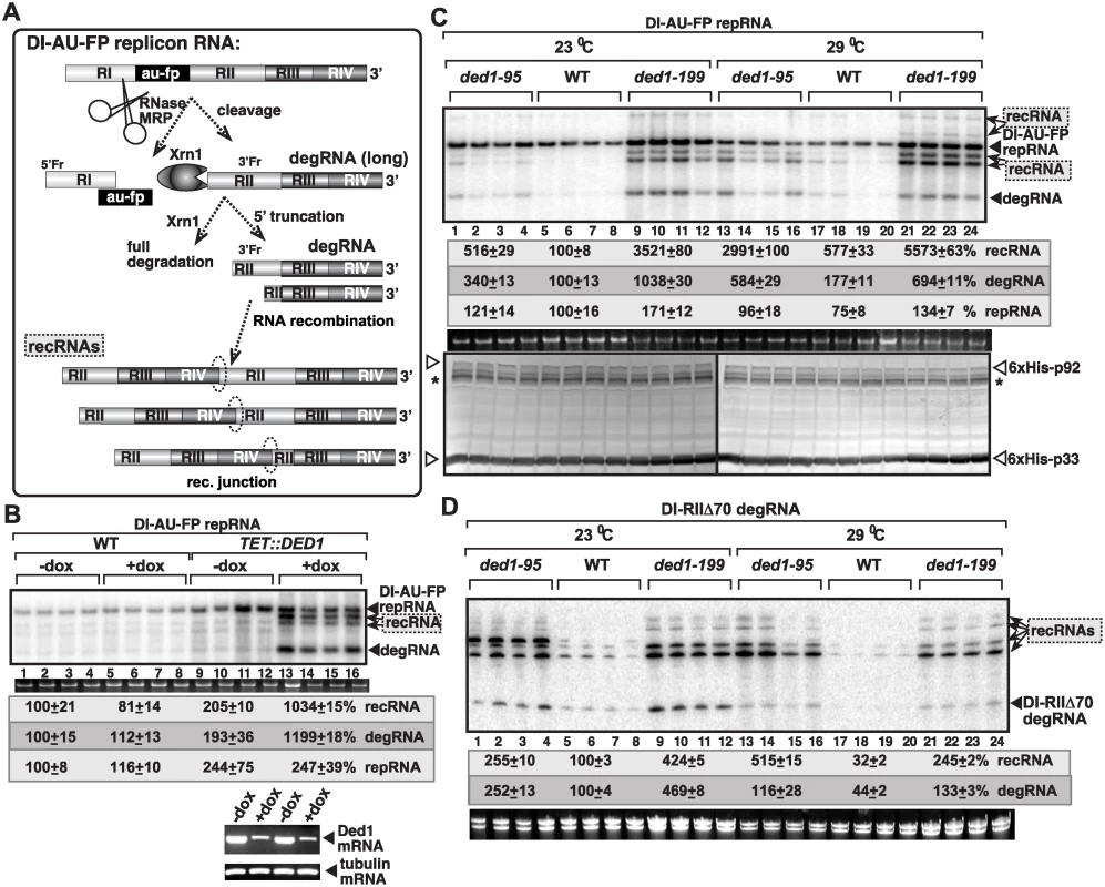 The DDX3-like Ded1p DEAD-box helicase is a suppressor of TBSV RNA recombination.