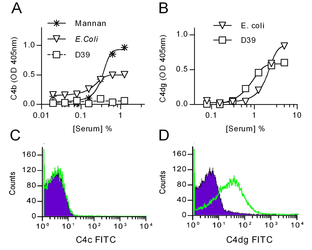 Deposition of C4 breakdown products on <i>S. pneumoniae</i>.