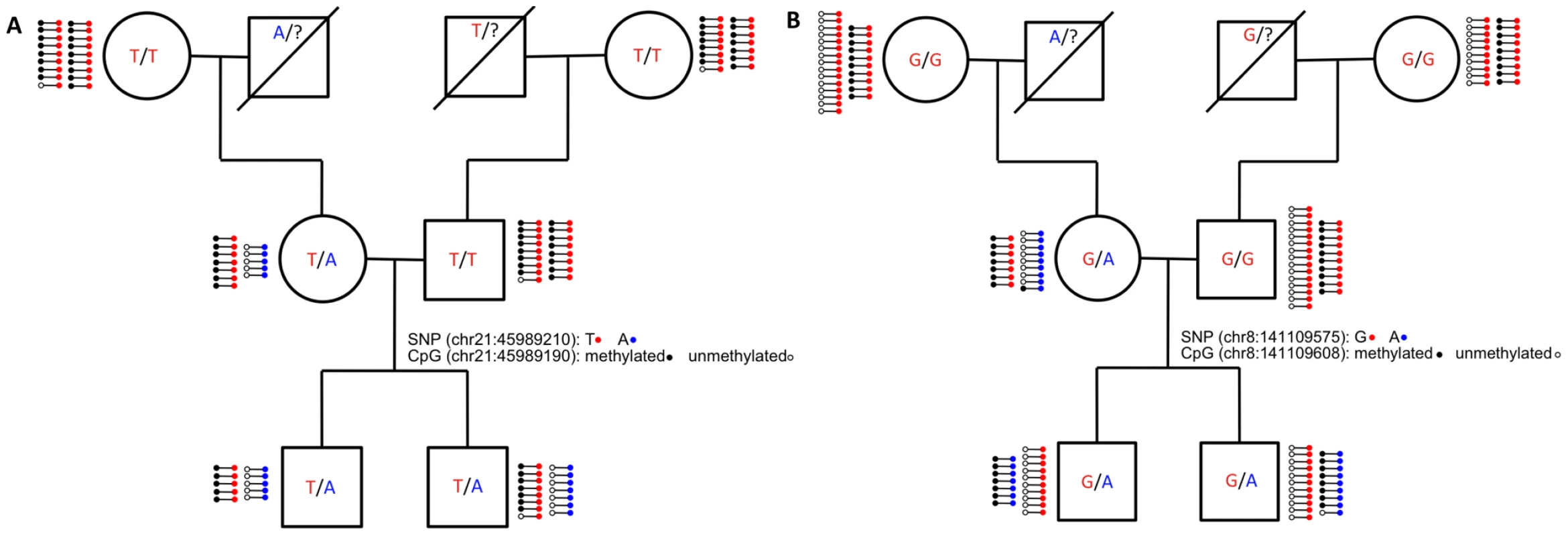 Inheritance of ASM in the family.