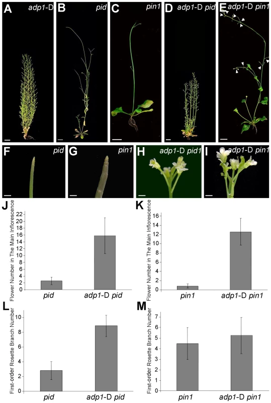 Overexpression of ADP1 partially recovered <i>pin1</i> and <i>pid</i> phenotypes.