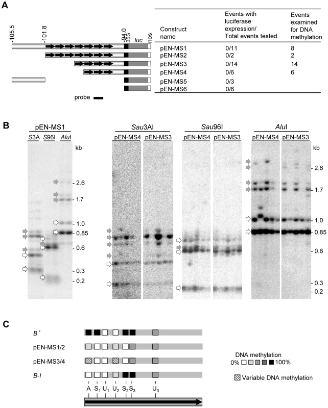 DNA methylation of maize <i>b1</i> repeats in <i>Arabidopsis</i>.