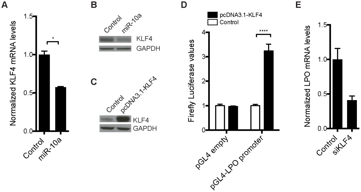 Transcription factor <i>KLF4</i> is regulated by miR-10a and can regulate the <i>LPO</i> promoter <i>in vitro</i>.