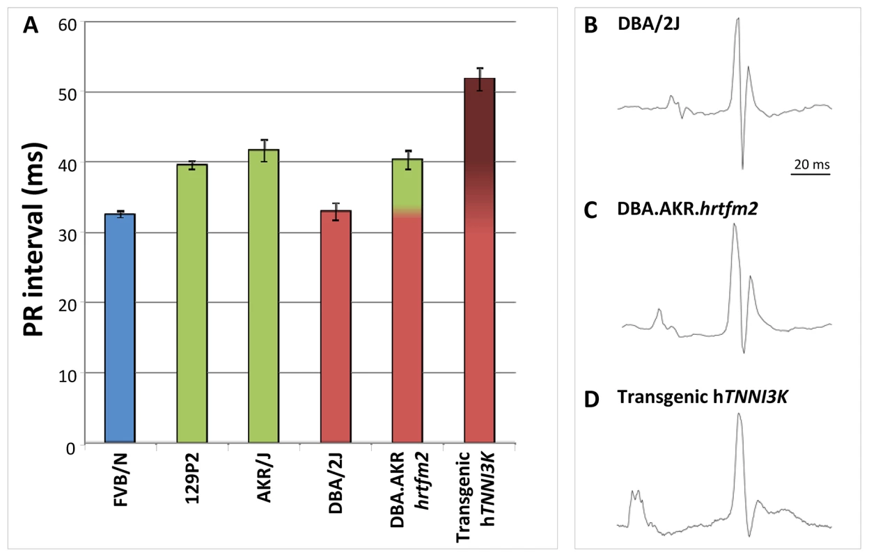 <i>Tnni3k</i> prolongs the PR interval.