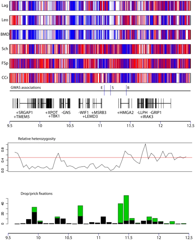 Patterns of polymorphism in a 3 Mb region where variation is associated with drop ear, body size, and boldness phenotypes.