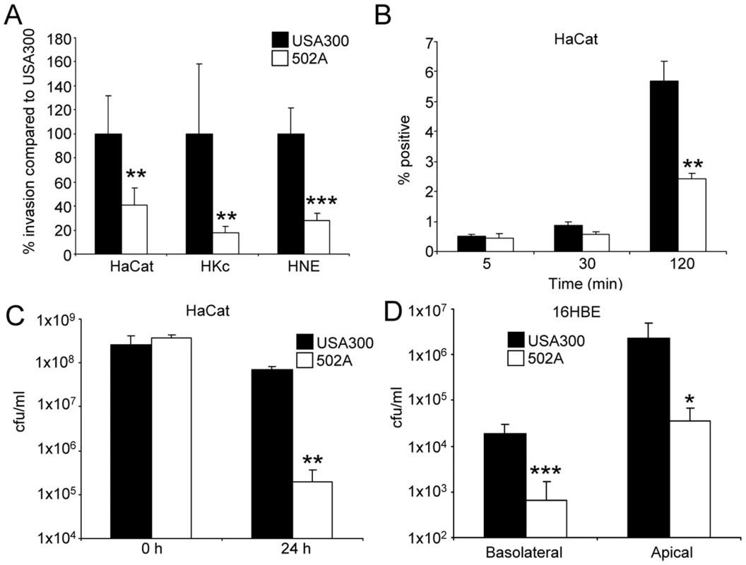 <i>S. aureus</i> 502A is less invasive than USA300.