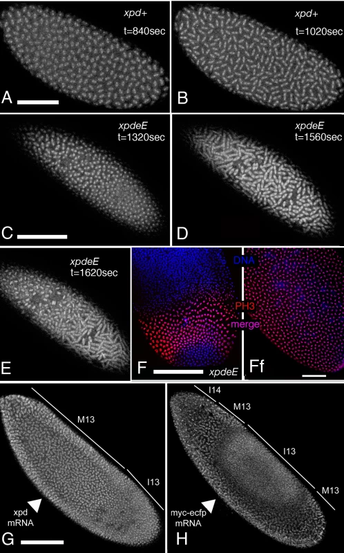 Defects in the nuclear division cycles and the mitotic wave in <i>xpd<sup>eE</sup></i> embryos.