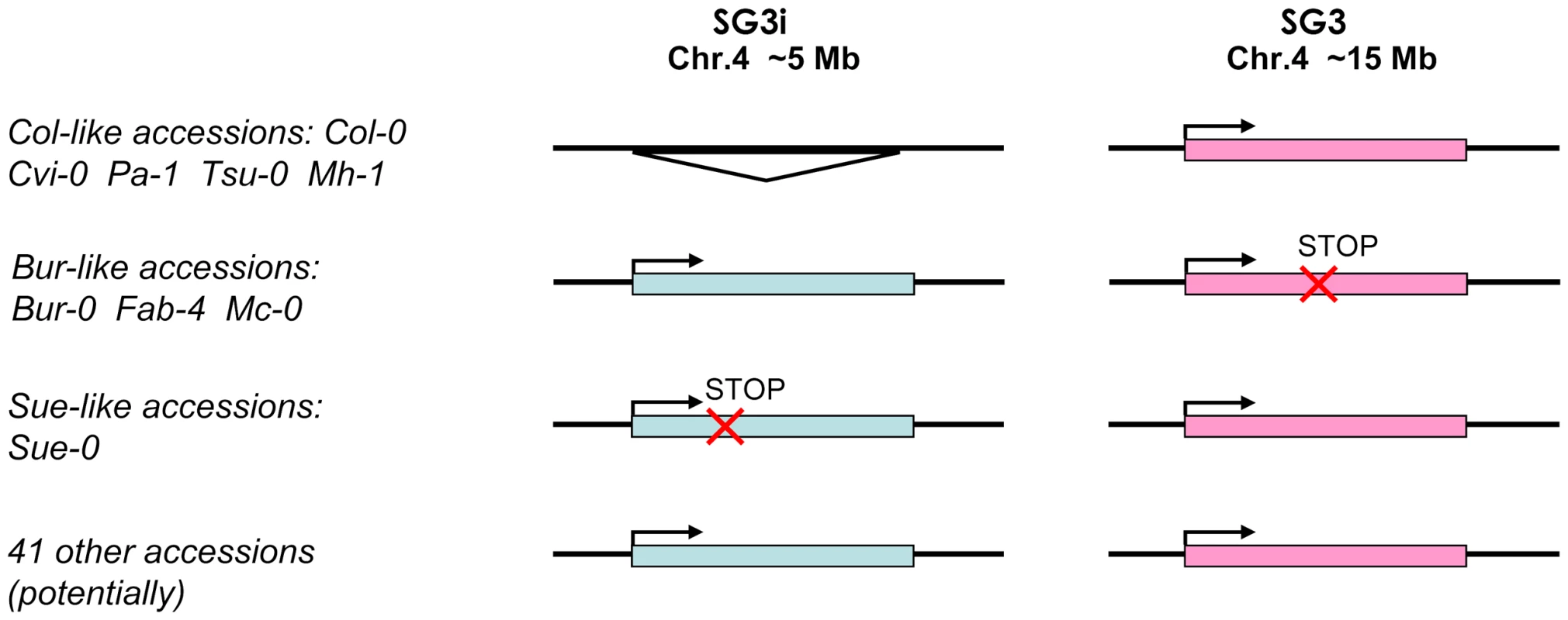Species-wide patterns of diversity for the SG3/SG3i duplication of At4g30720.