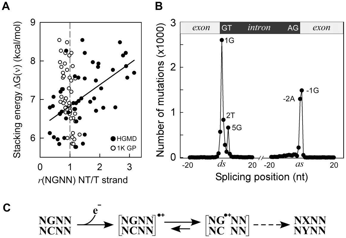 Germline mutations are affected by transcription.