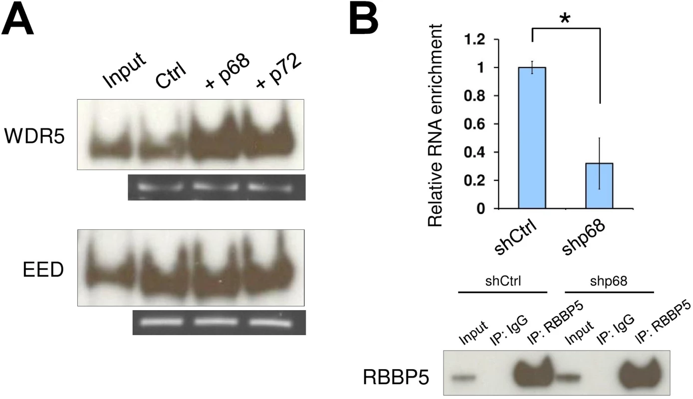 The RNA helicase p68 facilitates TrxG recruitment by SRA.