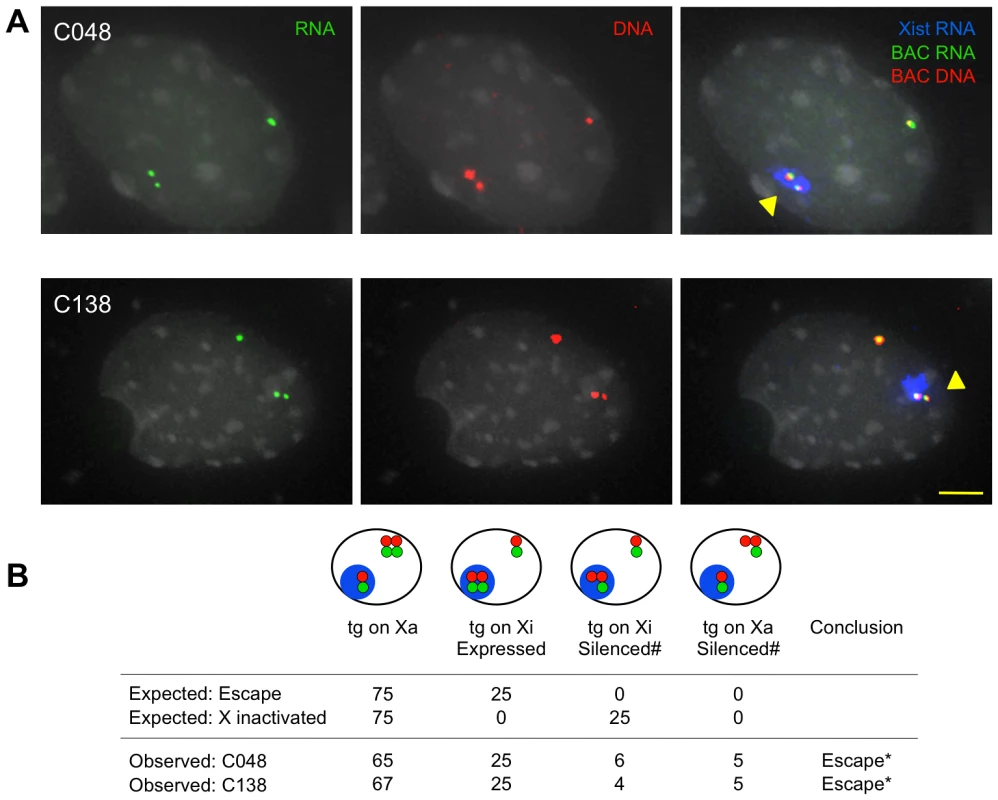 XCI status of <i>Kdm5c-tg</i> by sequential RNA and DNA FISH.