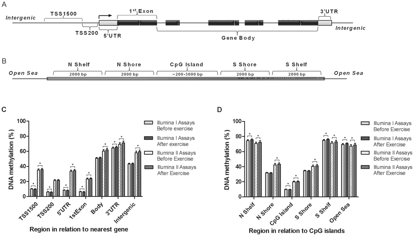 Location of analyzed CpG sites and global DNA methylation in human adipose tissue.