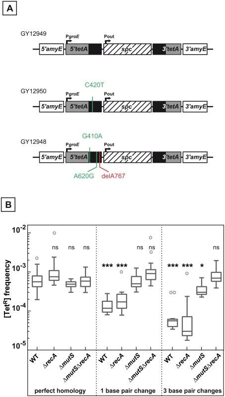 Effect of base pair changes in the repeats on their recombination frequencies.
