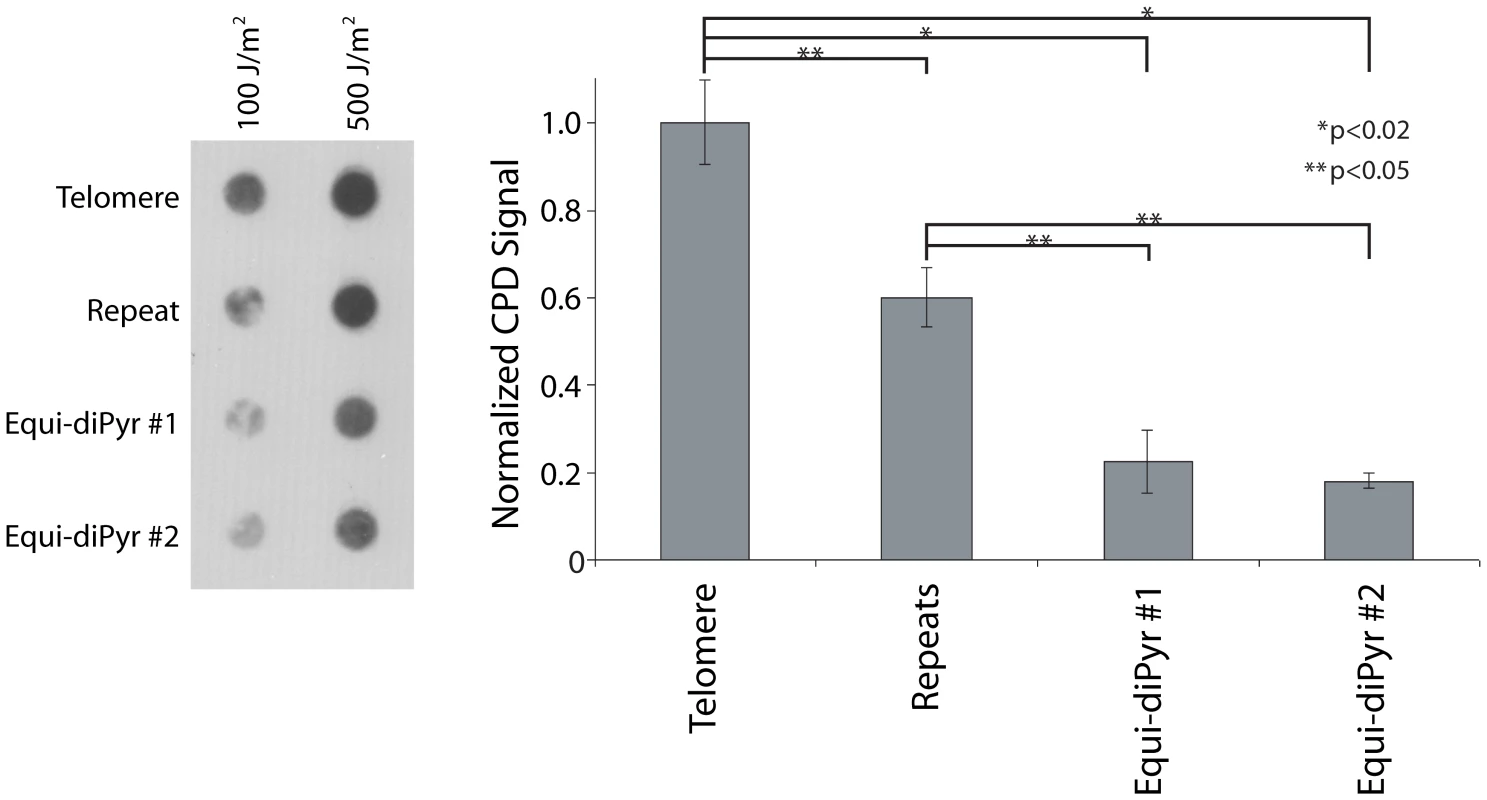 Repeatedness <i>per se</i> sensitizes telomeres to UV.