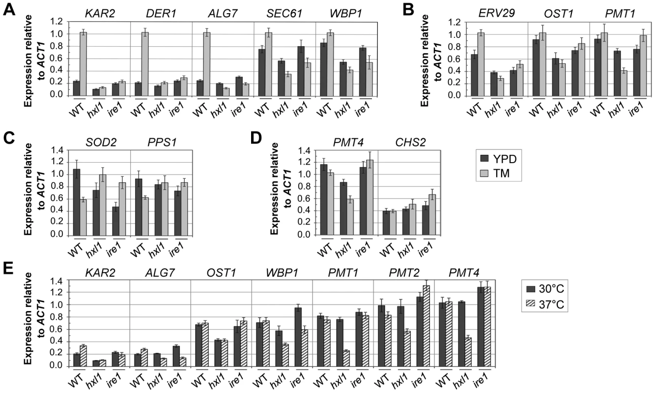 Quantitative real-time PCR analysis of Hxl1-dependent regulation of putative UPR genes.