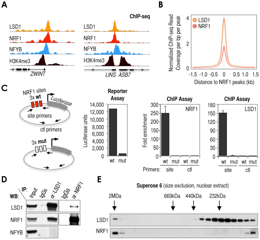 Cardinal motif NRF1 dictates the recruitment of KDM LSD1 via TF NRF1.