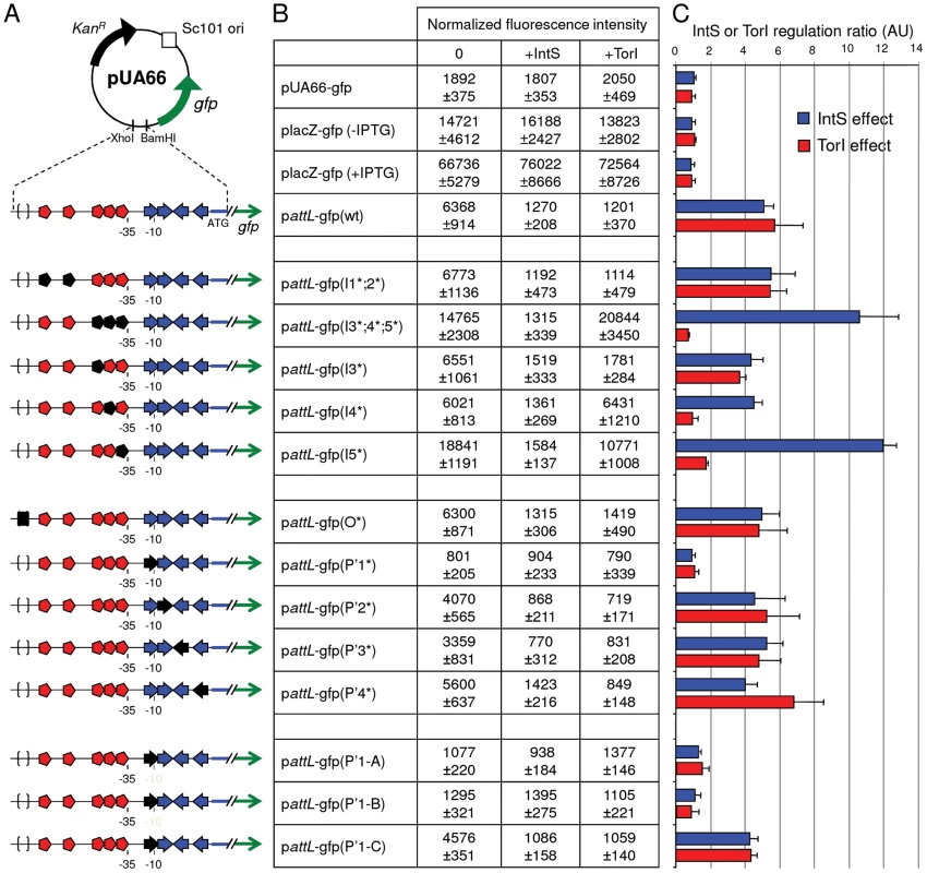 Regulation of the <i>intS</i> gene by both IntS and TorI proteins.