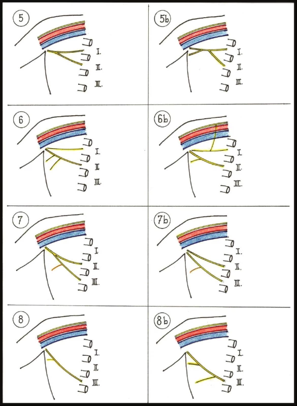 Schémata variant větvení ICBN
Fig. 1: Schemes of branching variants ICBN