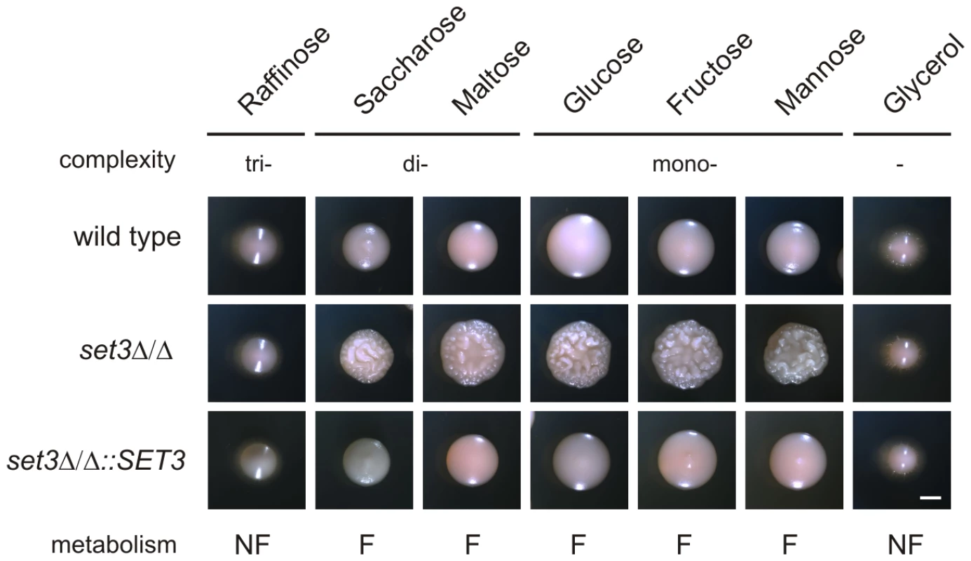 Hyperfilamentation of <i>set3</i>Δ/Δ is reverted by non-fermentable carbon sources.