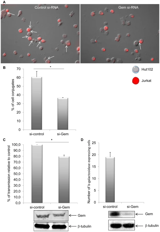 Gem is directly involved in cell-to-cell conjugates formation and virus transfer.