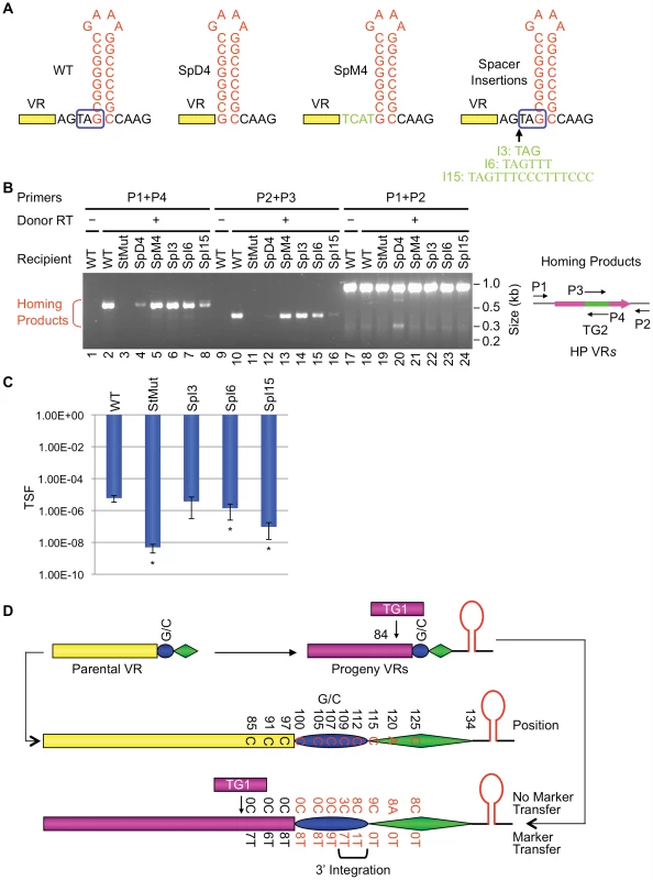 The VR-hairpin/cruciform spacer affects target recognition efficiency but not 3′ cDNA integration site.