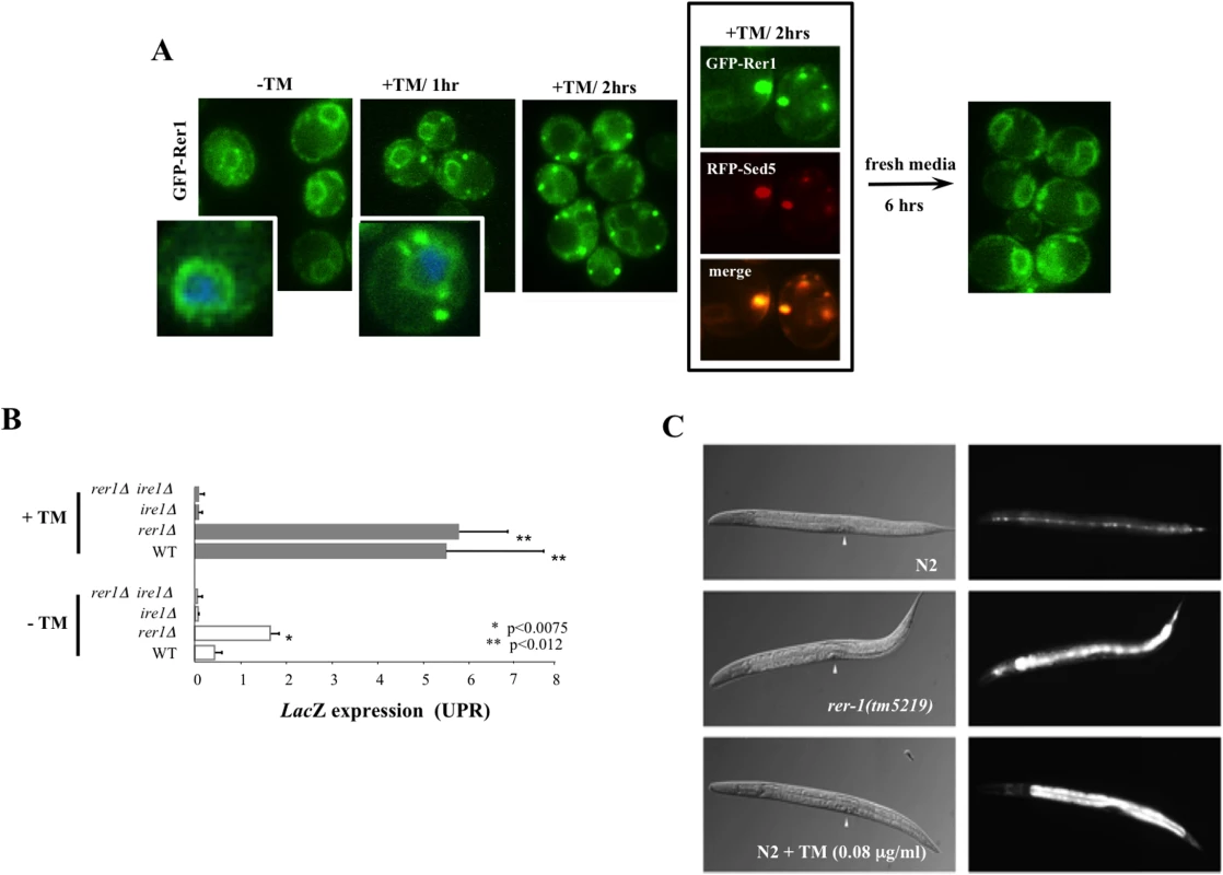 Induction of UPR in yeast and worm <i>rer1</i> mutants.