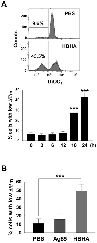 HBHA-induced the loss of ΔΨ<sub>m</sub> in macrophages.