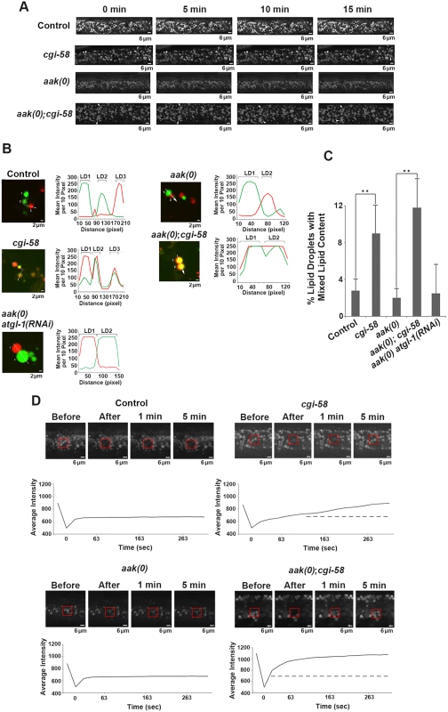 CGI-58 regulates lipid droplet fusion.