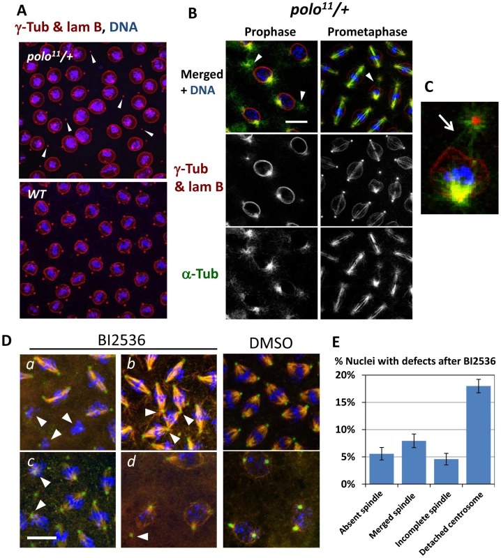 The Polo kinase is required for proper centrosome attachment to nuclei in syncytial embryos.