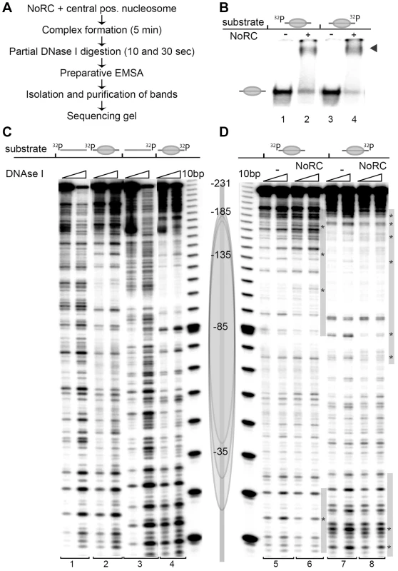 NoRC binds to the entry/exit sites of the nucleosome.