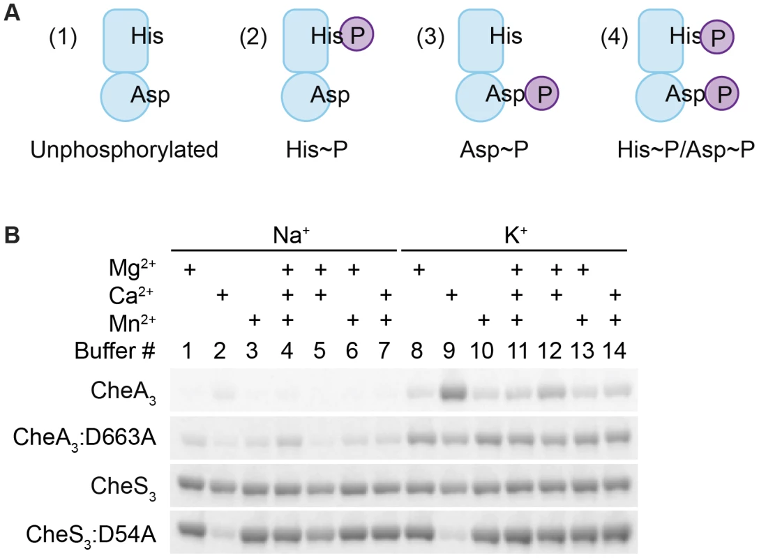 Metal ion dependent phosphorylation of CheA<sub>3</sub> and CheS<sub>3</sub>.