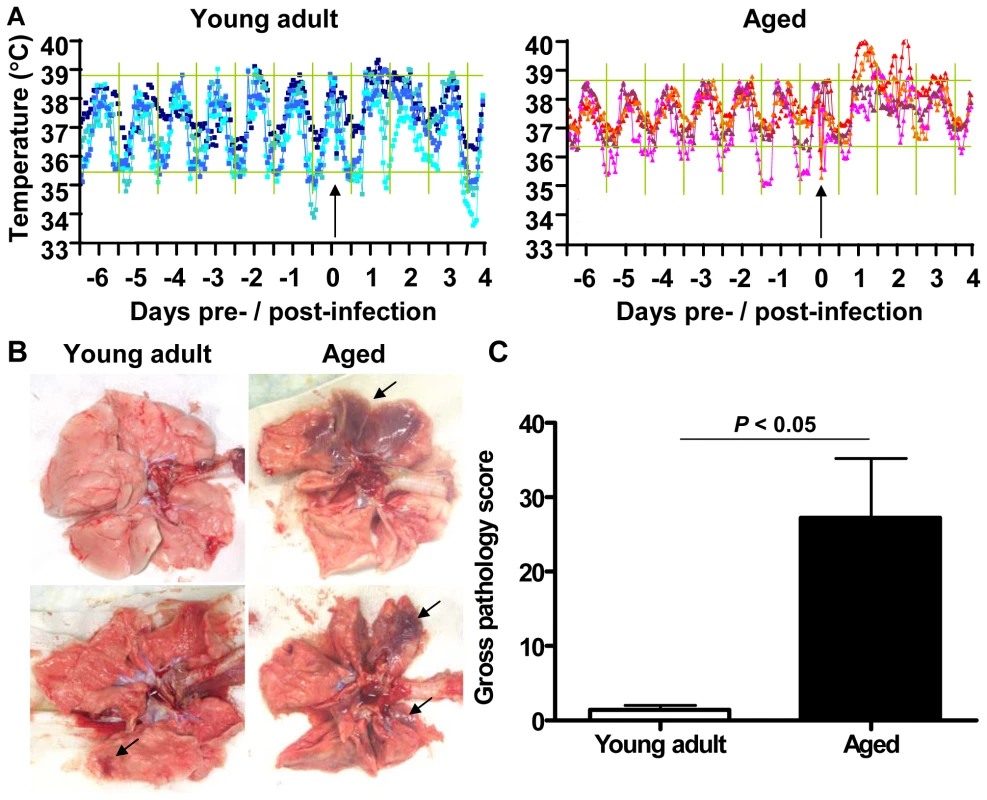 Aged macaques are more prone to develop SARS-CoV-associated disease than young adults.